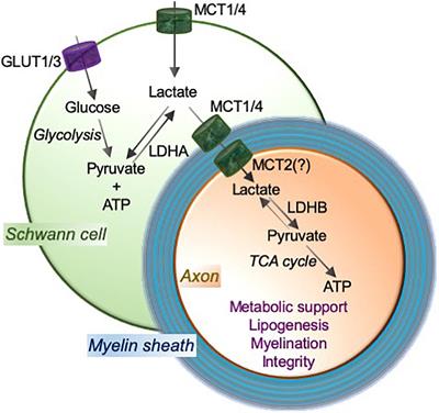 Lactate Transporters Mediate Glia-Neuron Metabolic Crosstalk in Homeostasis and Disease